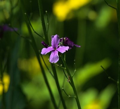 Hesperis sibirica, photographed by Pavel Komkov