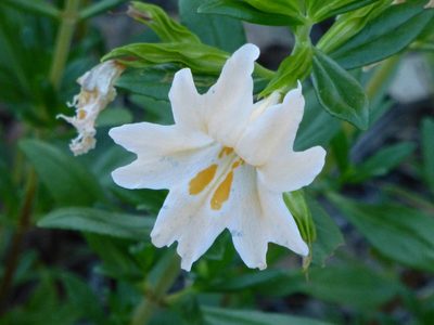Diplacus grandiflorus, photographed by Steve Woodward