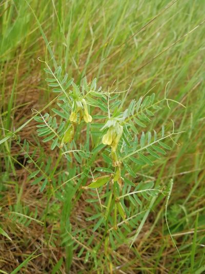 Vicia ciliatula, photographed by Екатерина Кропочева