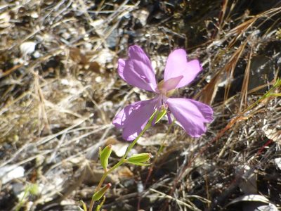Clarkia biloba, photographed by Steve Woodward