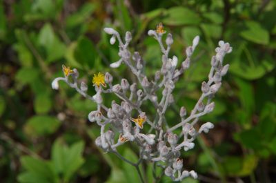 Lophiola aurea, photographed by Eric Knight