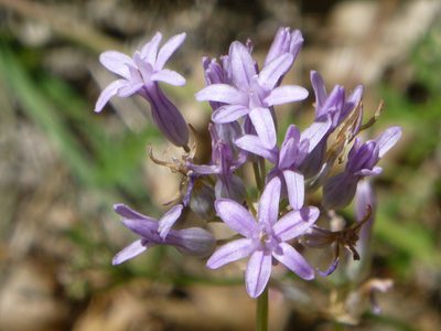 Dichelostemma multiflorum, photographed by Steve Woodward