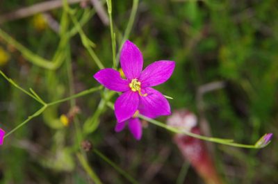 Sabatia campanulata, photographed by Eric Knight