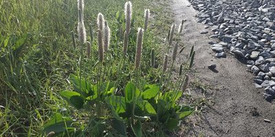 Plantago maxima, photographed by Yurii Basov
