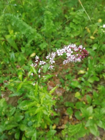 Lysimachia dubia, photographed by Екатерина Кропочева