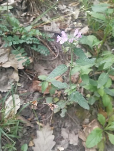 Clinopodium caucasicum, photographed by Екатерина Кропочева