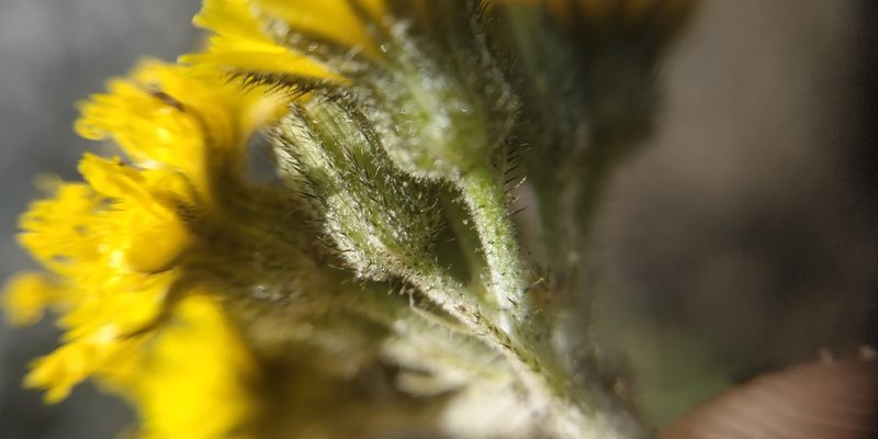 Pilosella densiflora, photographed by Yurii Basov