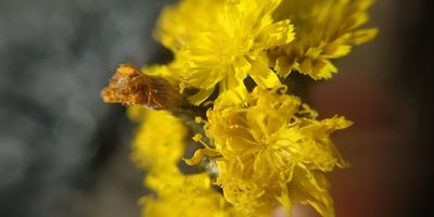 Pilosella densiflora, photographed by Yurii Basov
