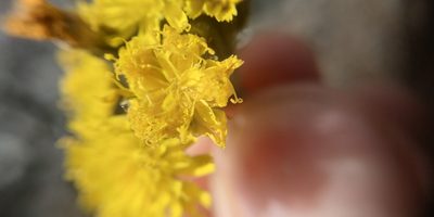 Pilosella densiflora, photographed by Yurii Basov