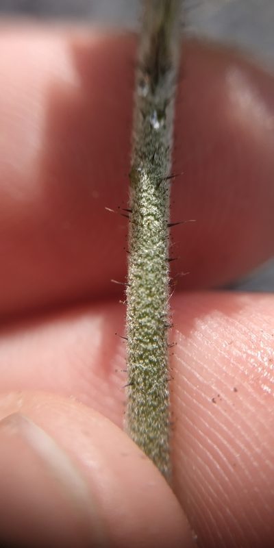 Pilosella densiflora, photographed by Yurii Basov