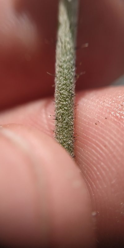 Pilosella densiflora, photographed by Yurii Basov