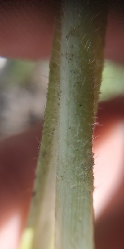 Pilosella densiflora, photographed by Yurii Basov
