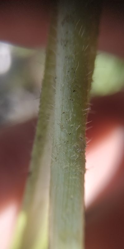 Pilosella densiflora, photographed by Yurii Basov
