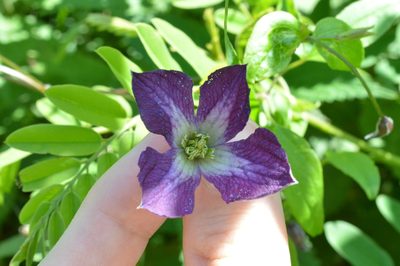 Clematis viticella, photographed by Irene Saltini