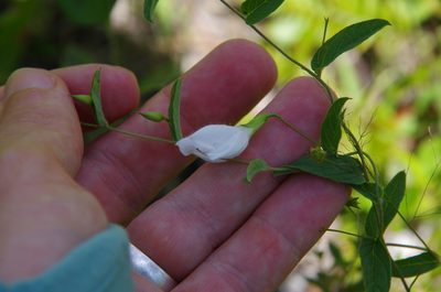 Stylisma humistrata, photographed by Eric Knight