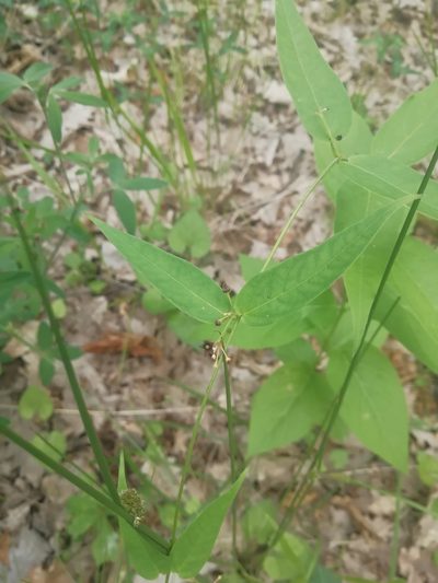 Vincetoxicum scandens, photographed by Екатерина Кропочева