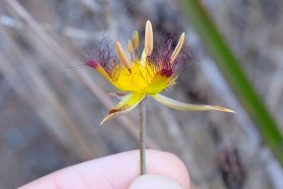 Calochortus obispoensis, photographed by paulexcoff