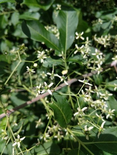 Euonymus hamiltonianus, photographed by Tyler Smith