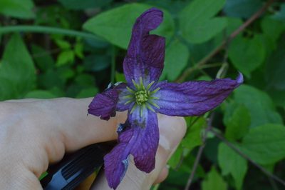 Clematis viticella, photographed by Irene Saltini