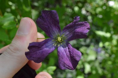 Clematis viticella, photographed by Irene Saltini