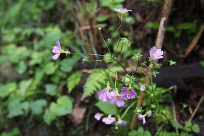 Primula malacoides, photographed by harum.koh
