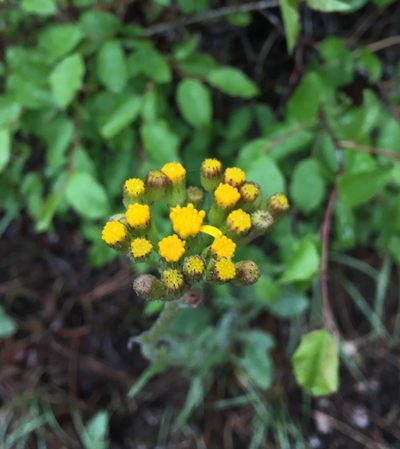 Senecio aronicoides, photographed by Chris Sulots