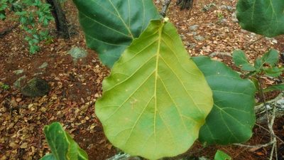 Quercus jonesii, photographed by Jonathan Rodriguez