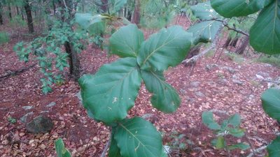Quercus jonesii, photographed by Jonathan Rodriguez