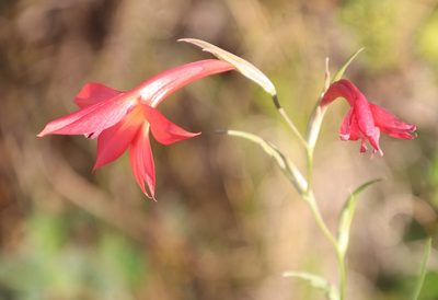 Gladiolus priorii, photographed by Tony Rebelo