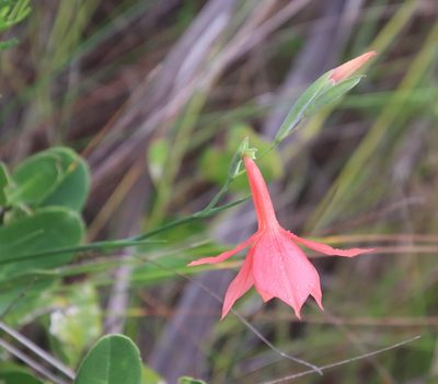 Gladiolus priorii, photographed by Tony Rebelo