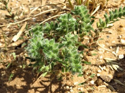 Cryptantha minima, photographed by Annika Lindqvist