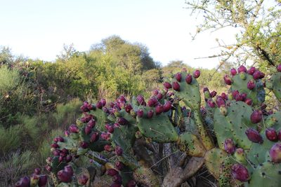 Opuntia megapotamica, photographed by demianlescano