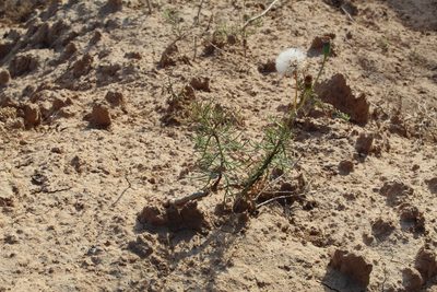 Senecio pinnatus, photographed by demianlescano