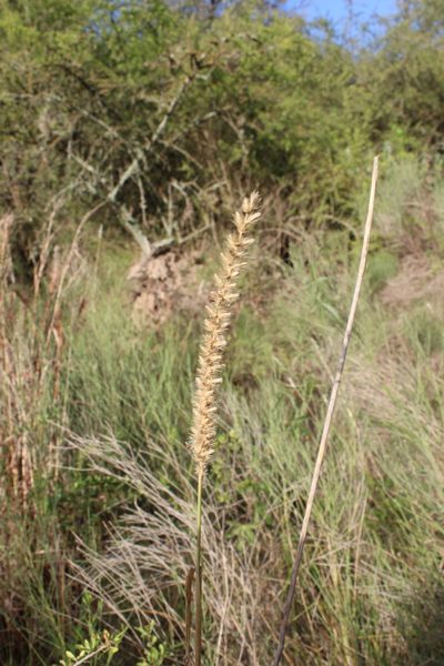 Cenchrus myosuroides, photographed by demianlescano