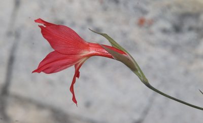 Gladiolus priorii, photographed by Tony Rebelo
