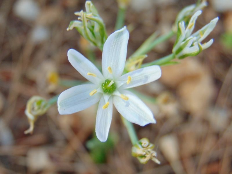 Ornithogalum comosum, photographed by viridian