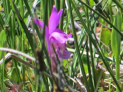 Arethusa bulbosa, photographed by Norma Malinowski