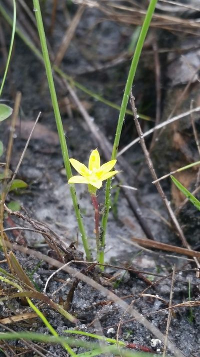 Hypoxis wrightii, photographed by Jay Horn