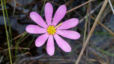 Sabatia decandra, photographed by Jay Horn