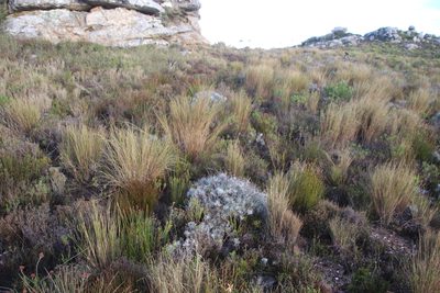 Pentameris macrocalycina, photographed by Tony Rebelo