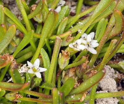 Limosella acaulis, photographed by Steve Matson