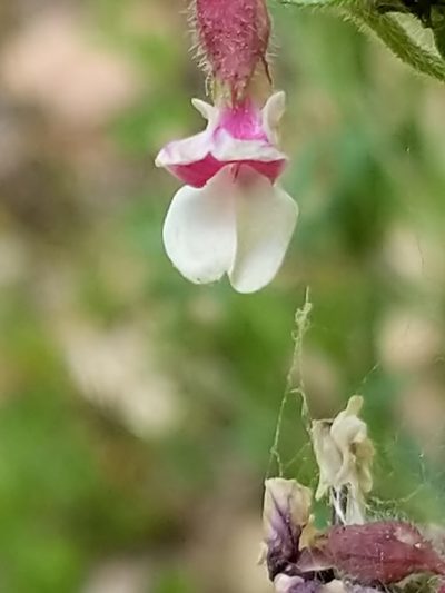 Hosackia stipularis, photographed by Jim Kingdon
