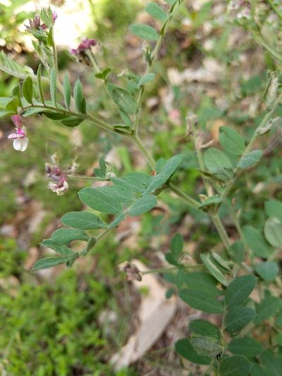 Hosackia stipularis, photographed by Jim Kingdon
