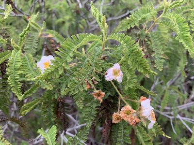 Chamaebatia australis, photographed by Cara