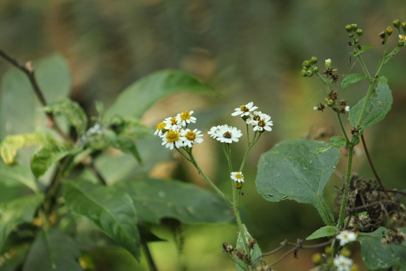 Schistocarpha bicolor, photographed by Adrianh M. Orozco