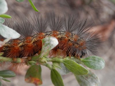 Polygonum achoreum, photographed by Ryan Hodnett