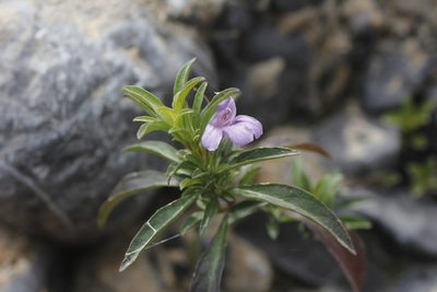 Dyschoriste crenulata, photographed by Juan Cruzado Cortés