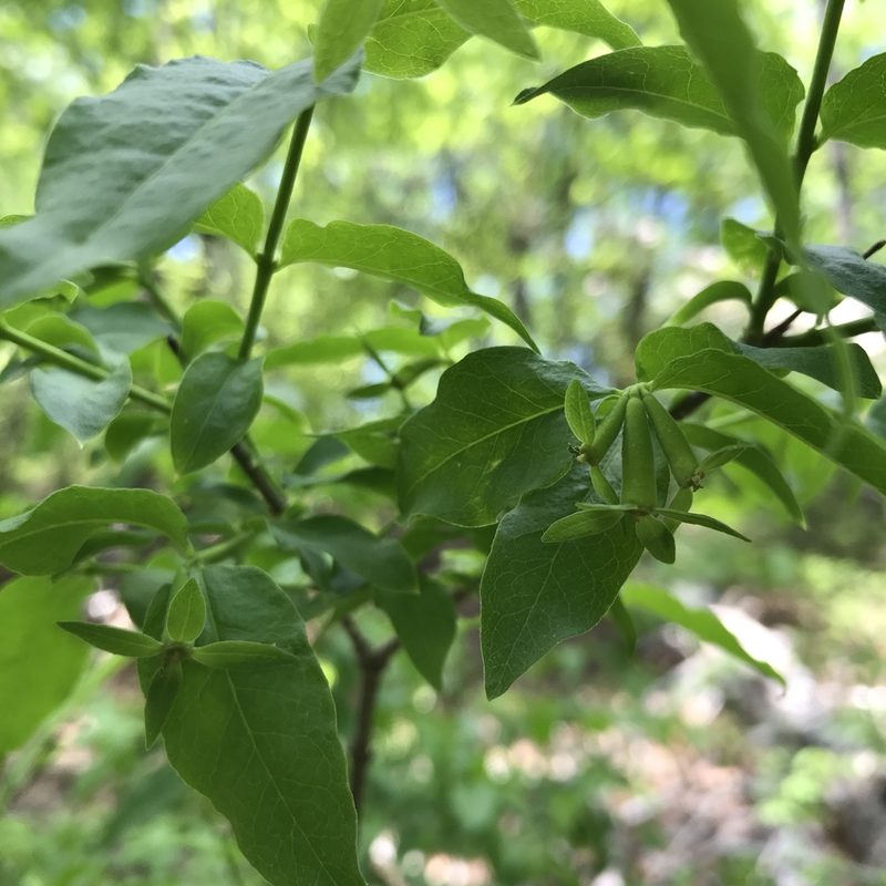 Buckleya distichophylla, photographed by Paul Marek