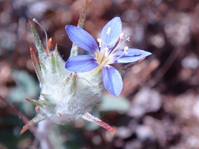 Eriastrum virgatum, photographed by Henrik Kibak
