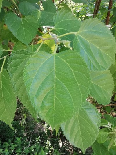 Morus celtidifolia, photographed by Juan Carlos Pérez Magaña